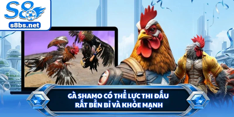 Đá Gà Cựa Sắt - Đấu Trường Chọi Kê Kịch Tính Tại S8 3 Gà Shamo có thể lực thi đấu rất bền bỉ và khỏe mạnh